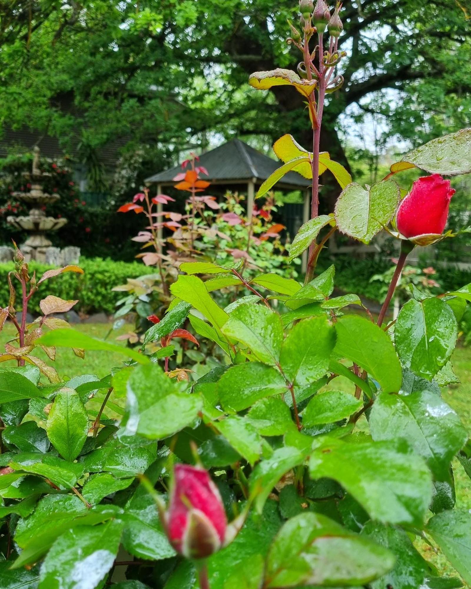 Hahndorf House B&B 외부 사진